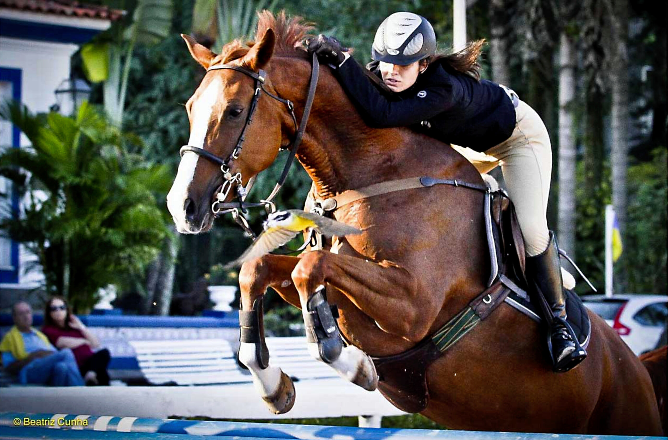 Hipismo. Esporte. Competição. Cavalo. Horse. Competition. Sport. Hípica.