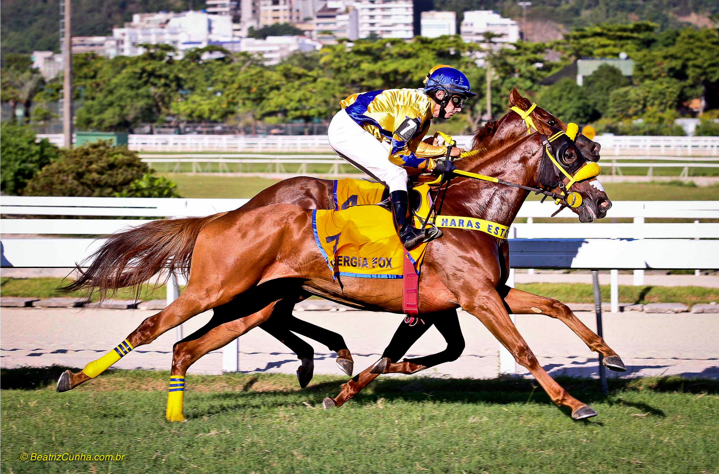Hipismo. Esporte. Competição. Cavalo. Horse. Competition. Sport. Jockey. Corrida de cavalo.