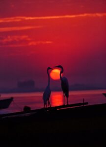 Paisagem. Ponto Turístico. Rio de Janeiro. São Gonçalo. Praia. Praia das Pedrinhas. Garça. Barco. Pôr do sol. Entardecer. Animais.